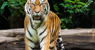 স্বমূত্র, গো-মূত্রের পর এবার বাঘের মূত্র পান!
